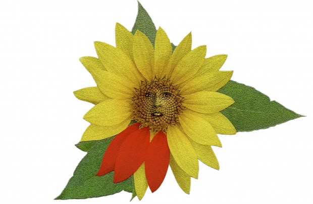 Sunflower-Cindy
